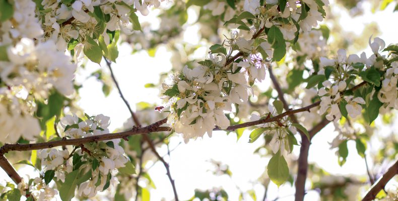 Titelleiste - Frühling