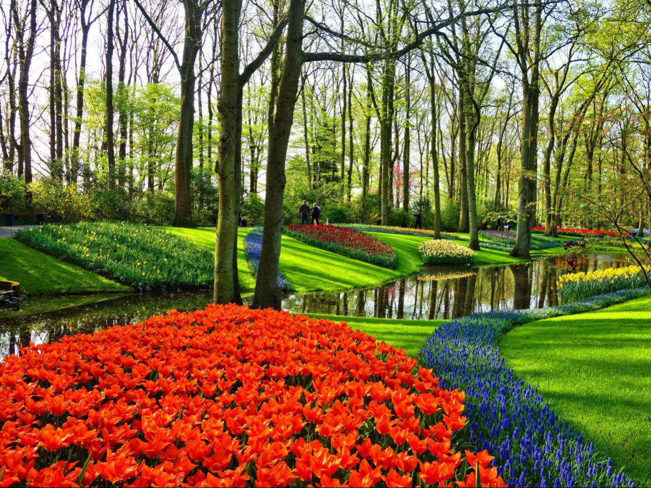 Holland Tulpen