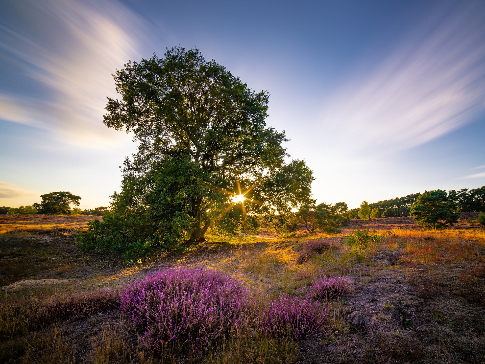 heide