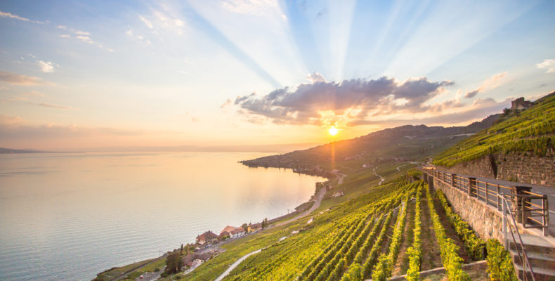 Lavaux