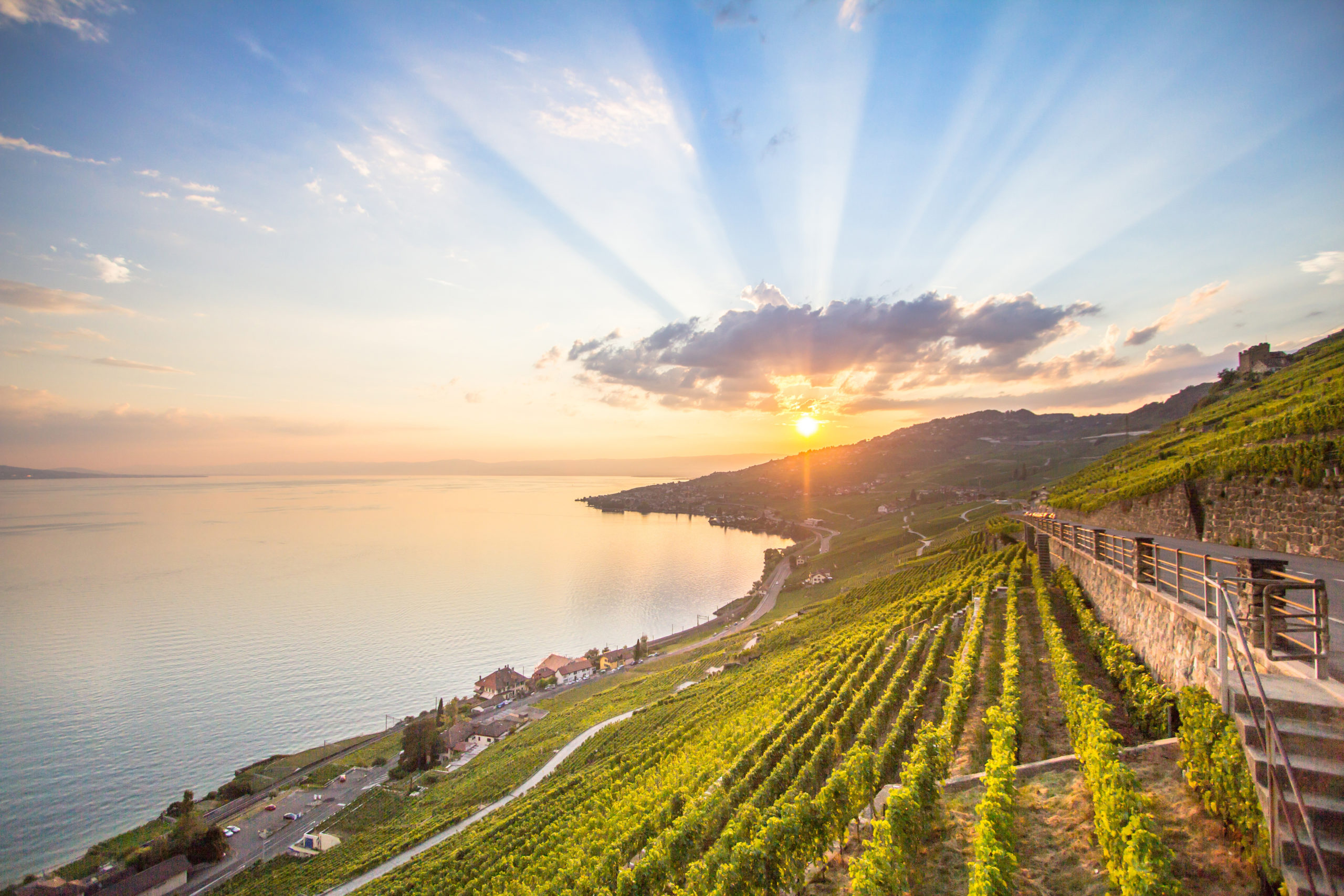 Lavaux