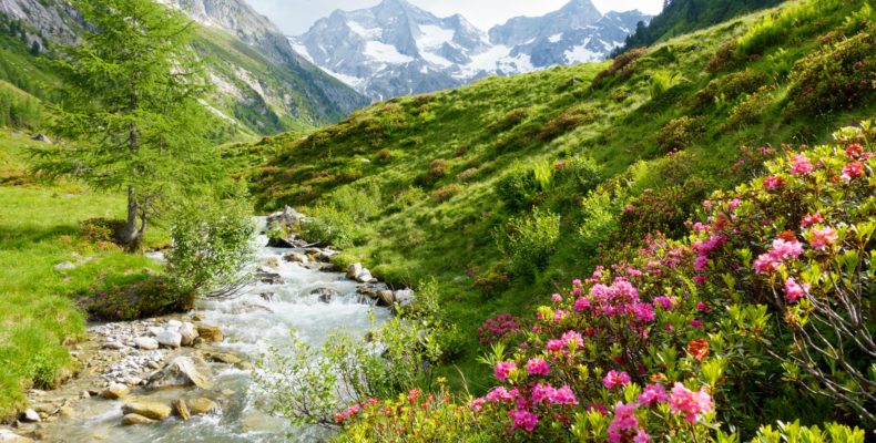 Alpenrosen am Hochgebirgsbach