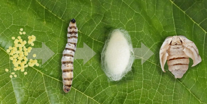 Silk moth silkworm life cycle important stages