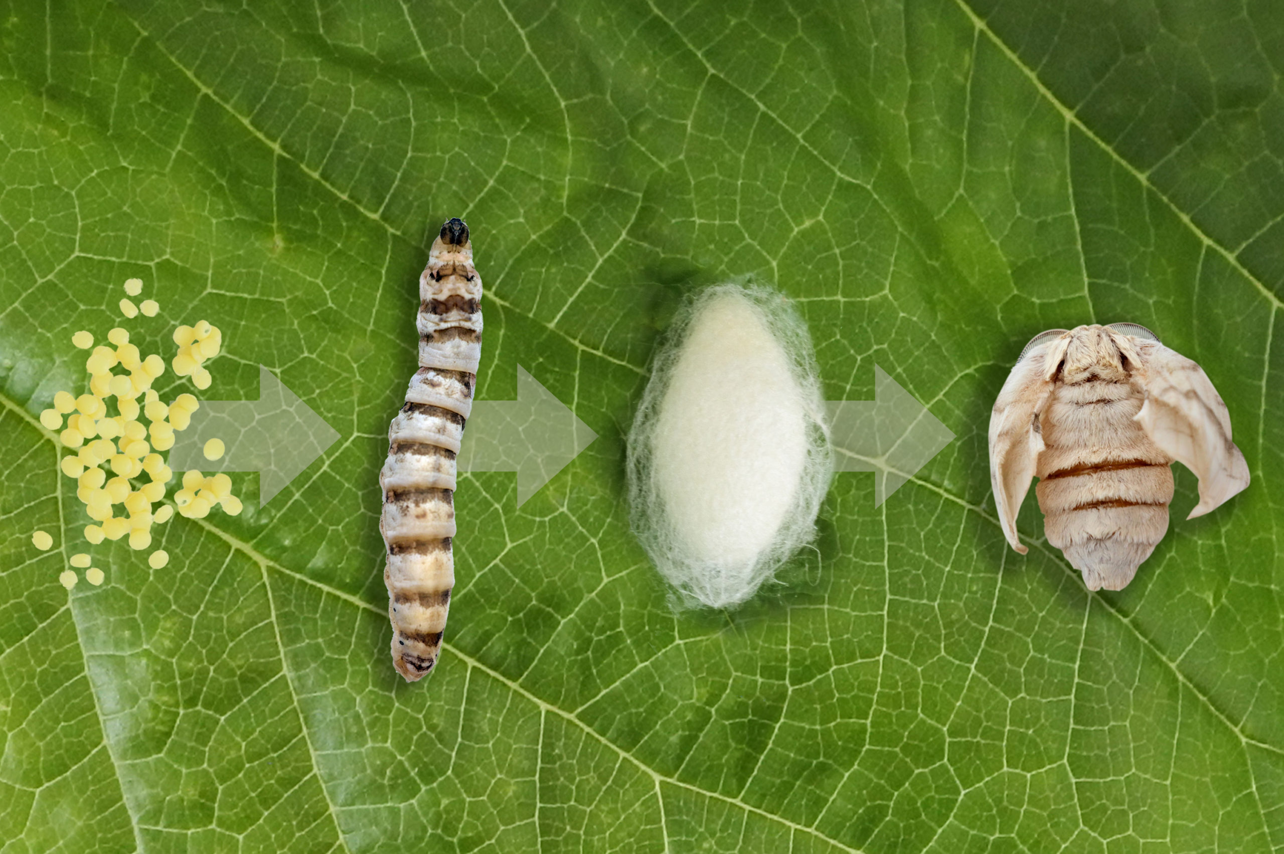 Silk moth silkworm life cycle important stages