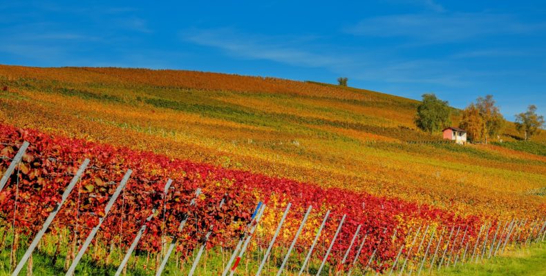 weinberge